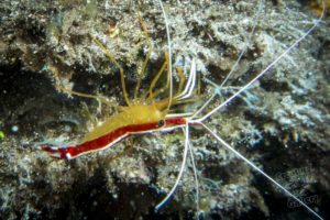 20150721 080000 hawaii