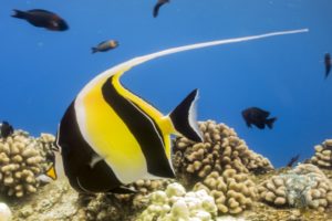 20150721 080000 hawaii