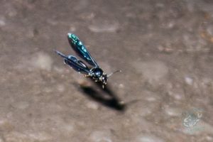 20150721 080000 hawaii