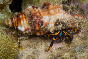 20150721 080000 hawaii