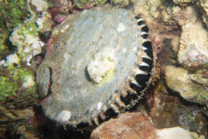 20150721 080000 hawaii