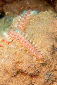 20150721 080000 hawaii