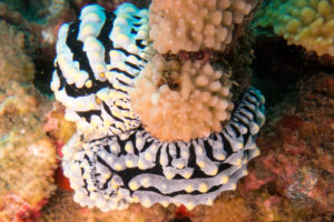 20150721 080000 hawaii