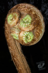 20150721 080000 hawaii