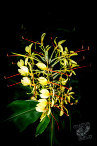 20150721 080000 hawaii