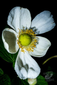 20150721 080000 hawaii