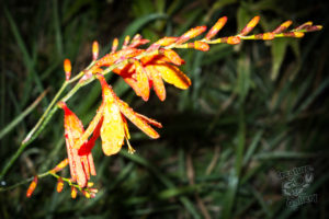 20150721 080000 hawaii