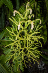 20150721 080000 hawaii