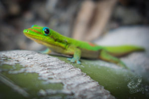 20150721 080000 hawaii