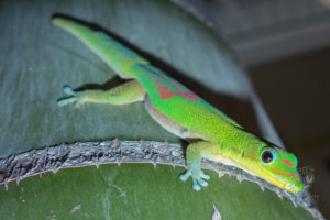 20150721 080000 hawaii