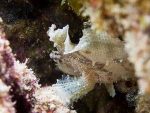 20150721 080000 hawaii