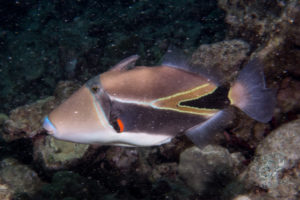 20150721 080000 hawaii