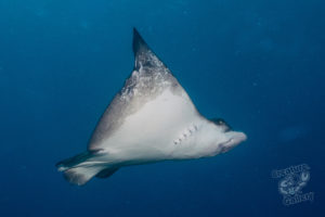 20150721 080000 hawaii