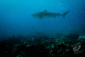 20150721 080000 hawaii