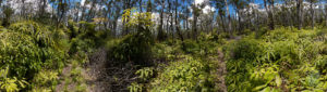 20150721 - panorama -  hawaii day dense forest
