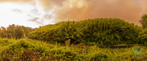 20150721 - panorama -  hawaii day bamboo valley