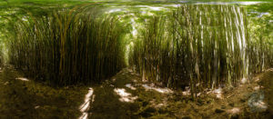 20150721 - panorama -  hawaii day bamboo forest