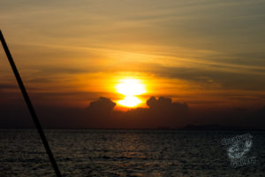 komodo ikan biru above water