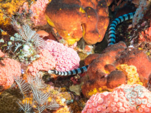 komodo ikan biru big fish batu bolong