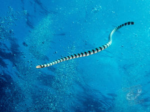 komodo ikan biru big fish batu bolong