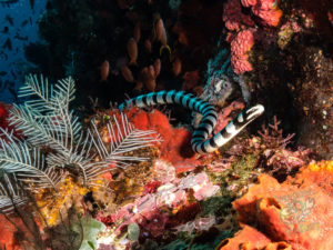komodo ikan biru big fish batu bolong