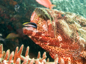 komodo ikan biru big fish batu bolong
