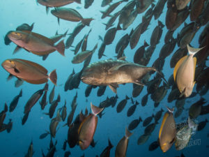 komodo ikan biru big fish castle rock
