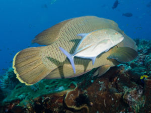 komodo ikan biru big fish castle rock