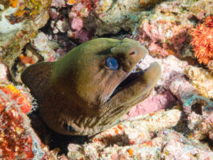 komodo ikan biru big fish castle rock