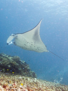 komodo ikan biru big fish makassar reef