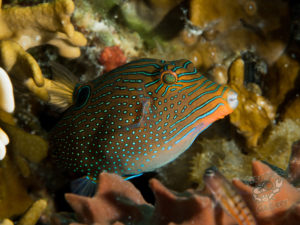 komodo ikan biru big fish mauan