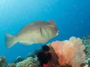 komodo ikan biru big fish sabayor