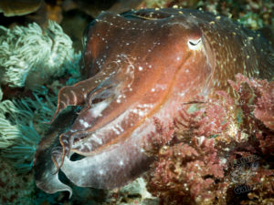 komodo ikan biru big fish sabayor