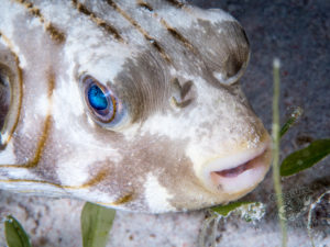 komodo ikan biru big fish siaba besar