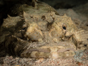 komodo ikan biru big fish siaba besar