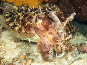 komodo ikan biru big fish tatawa besar coral tatawa besar