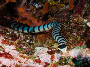 komodo ikan biru big fish tatawa kecil