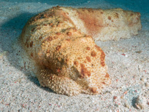 komodo ikan biru big fish the cauldron