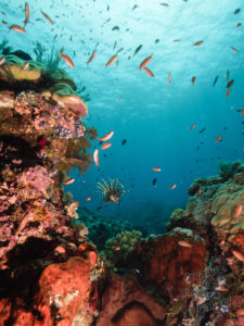 komodo ikan biru coral castle rock