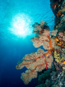 komodo ikan biru coral crystalrock