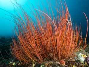 komodo ikan biru coral golden passage
