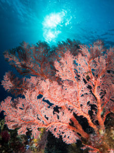 komodo ikan biru coral lighthouse