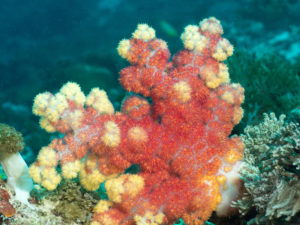komodo ikan biru coral mauan
