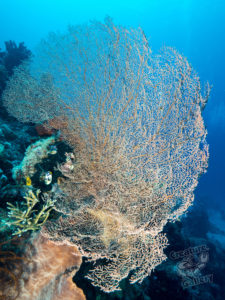 komodo ikan biru coral sabayor