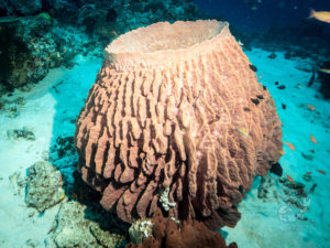 komodo ikan biru coral the cauldron