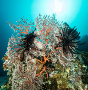 komodo ikan biru coral the cauldron