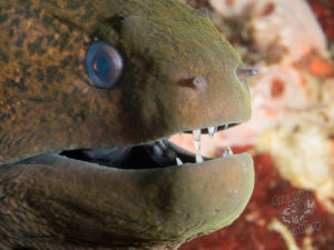 komodo ikan biru small fish batu bolong