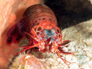 komodo ikan biru small fish batu bolong