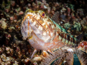 komodo ikan biru small fish china shop gili lawa darat