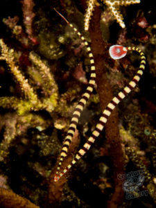 komodo ikan biru small fish china shop gili lawa darat